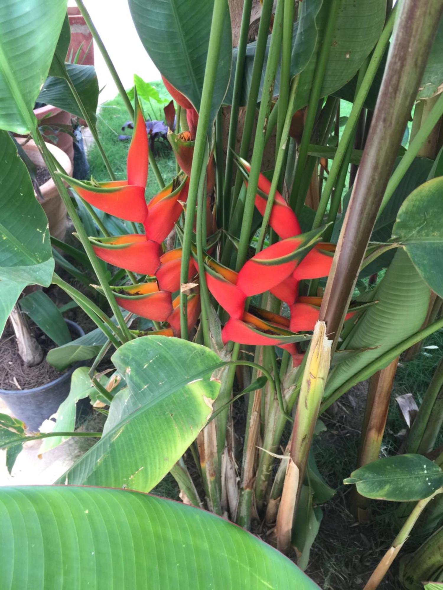 Appartamento Tropical Oasis Ouakam Esterno foto